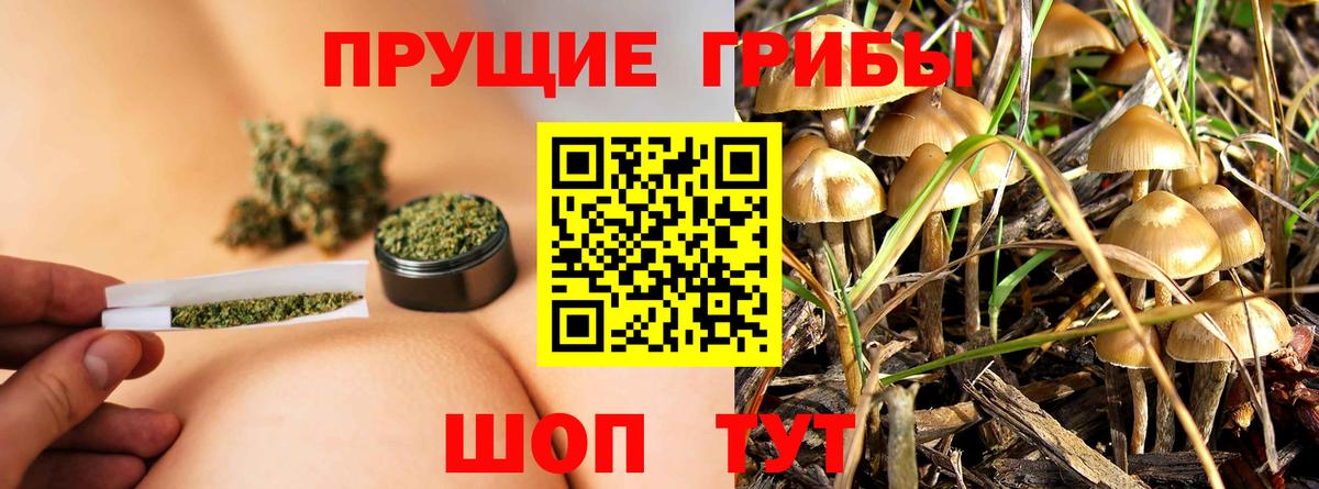 Владимир  Галлюциногенные грибы Psilocybe  Вход с VPN  Галлюциногенные грибы Psilocybe 